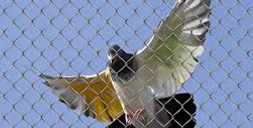 Pigeon safety nets installed in an apartment balcony for bird control and protection
